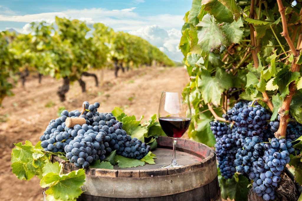 vino