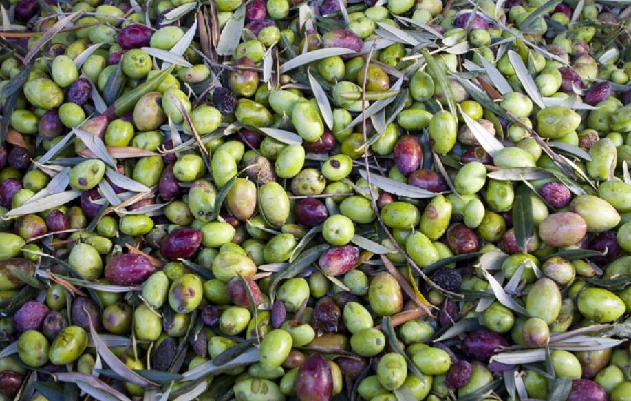 olio