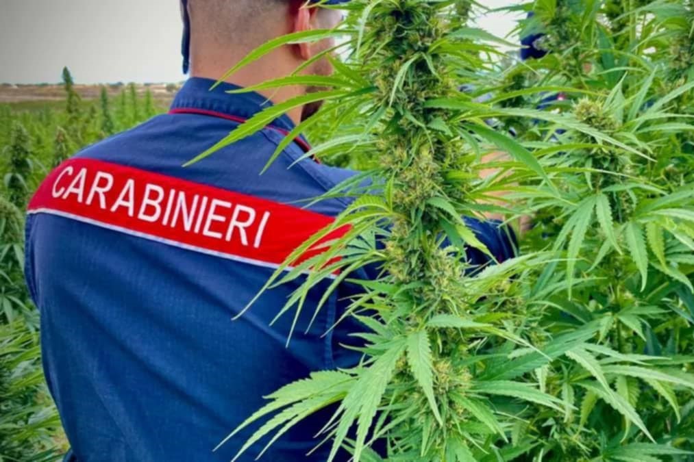 carabinieri marijuana