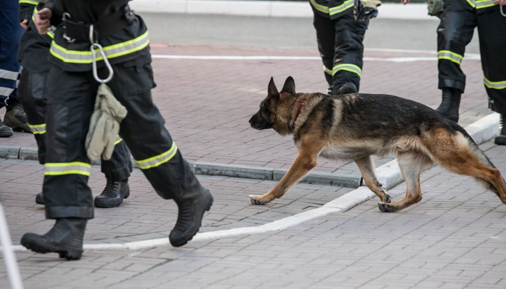 cani da ricerca vigili del fuoco