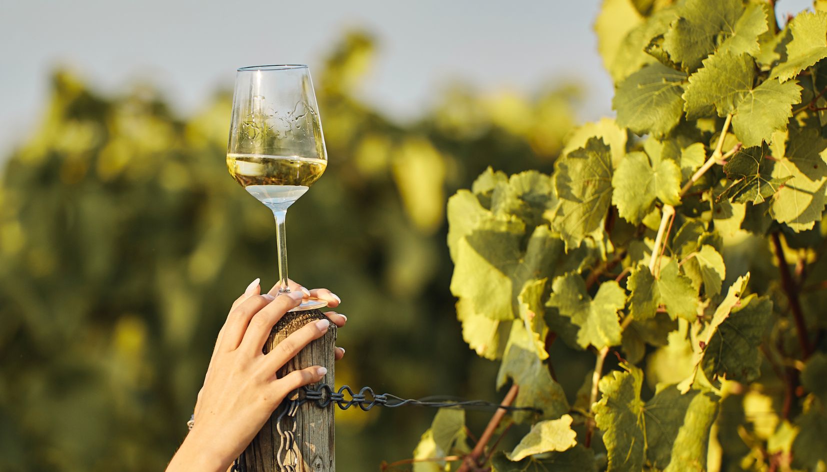 vino bianco vermentino