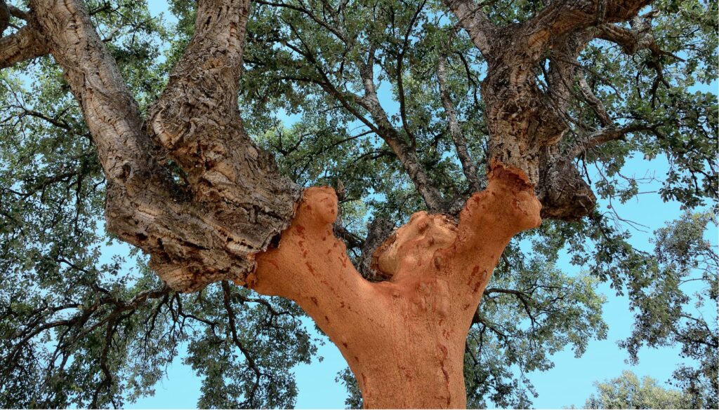 alberi da sughero