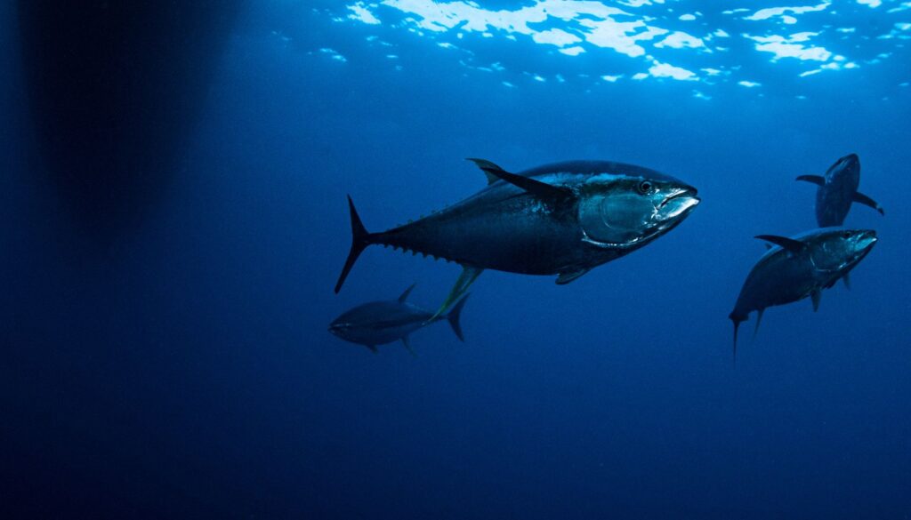 tonno pesce