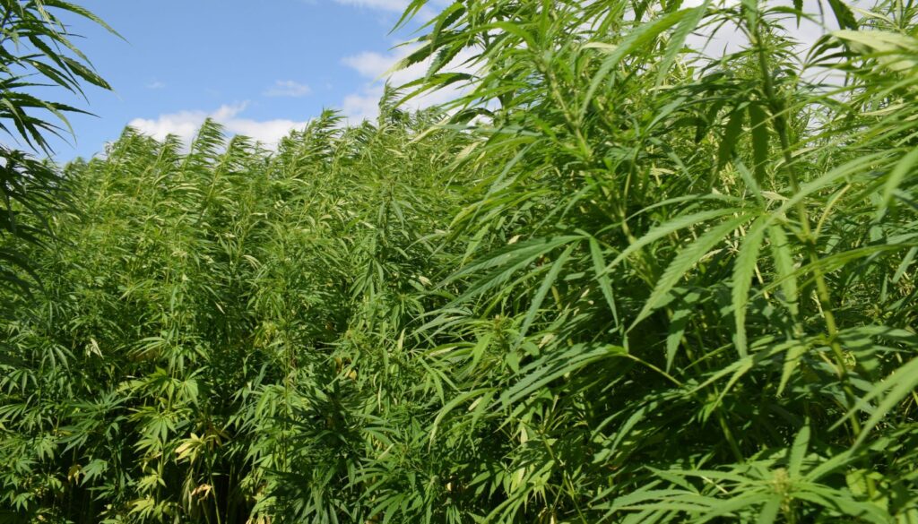 piantagione di marijuana