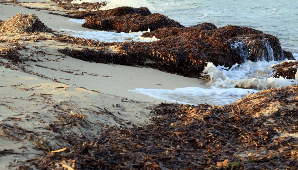 posidonia secca