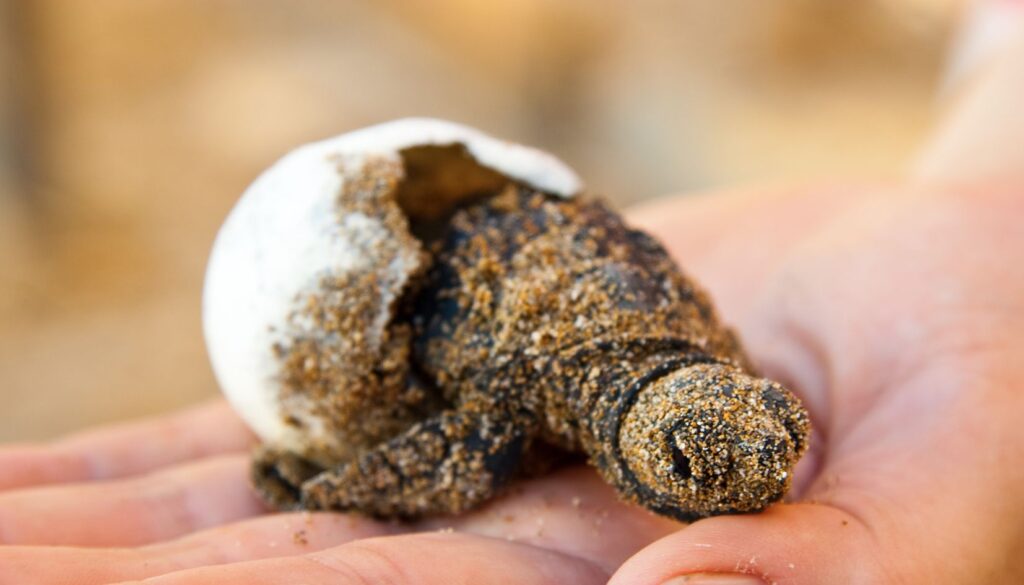 uova tartarughe Caretta caretta