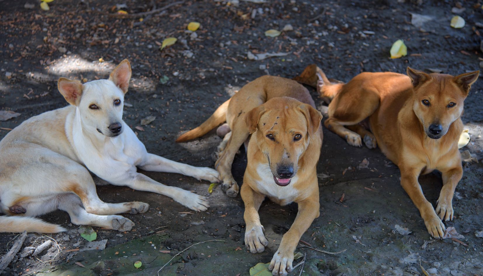 cani randagi