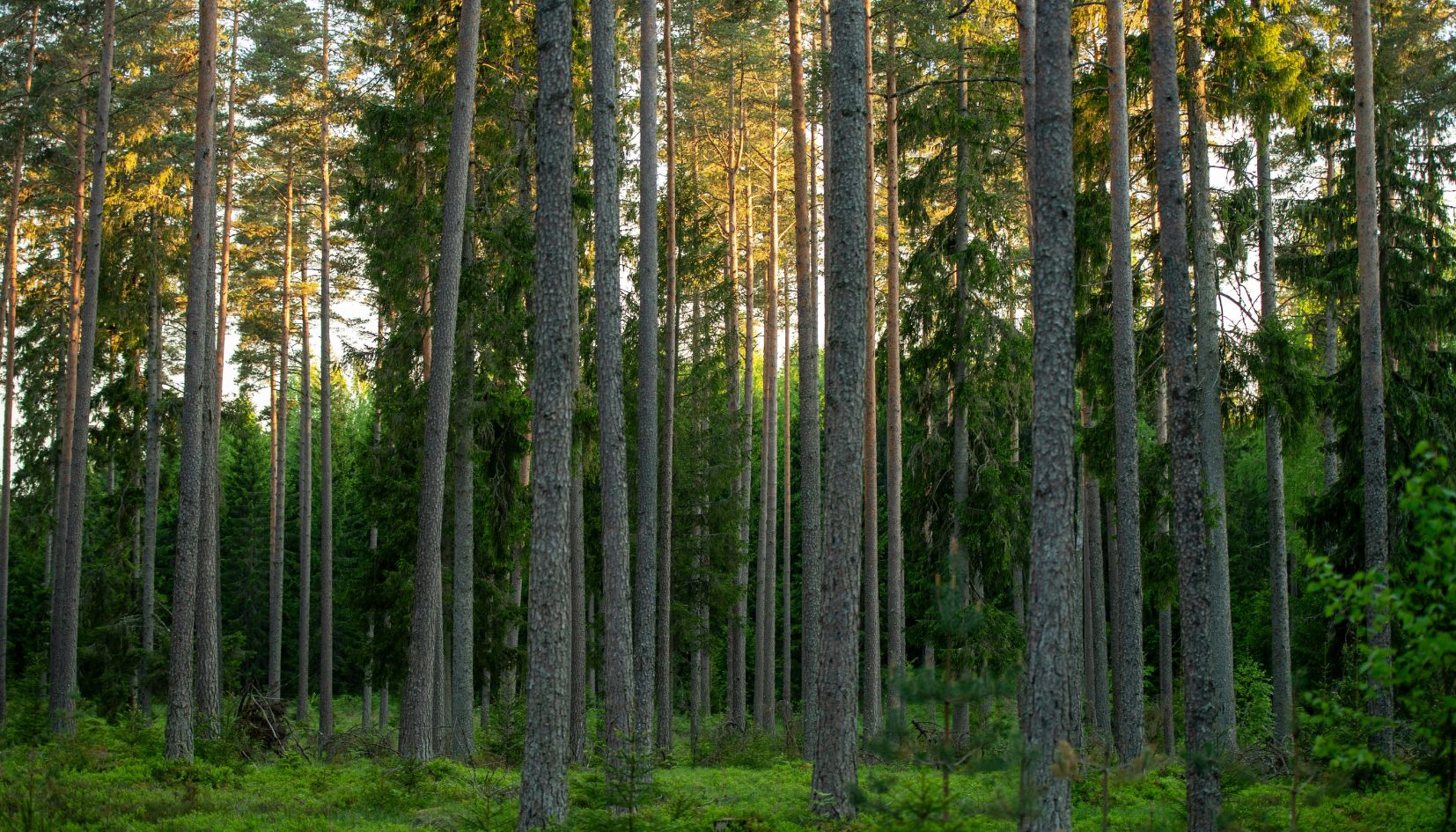 la pineta