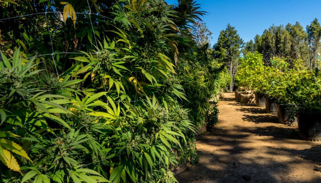 piantagione di cannabis