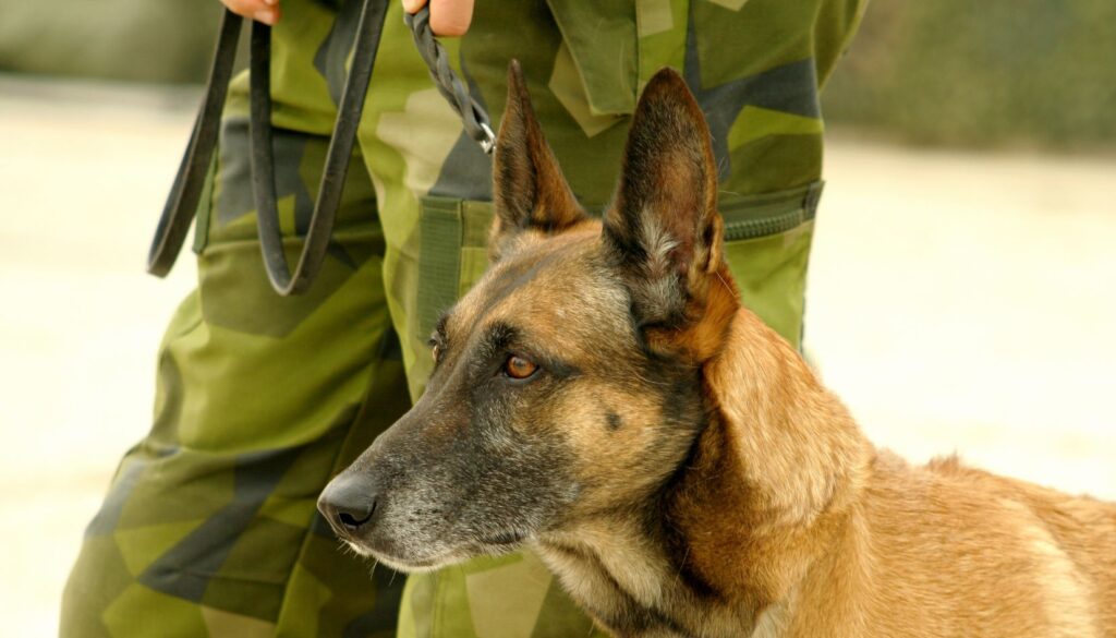 militare con cane