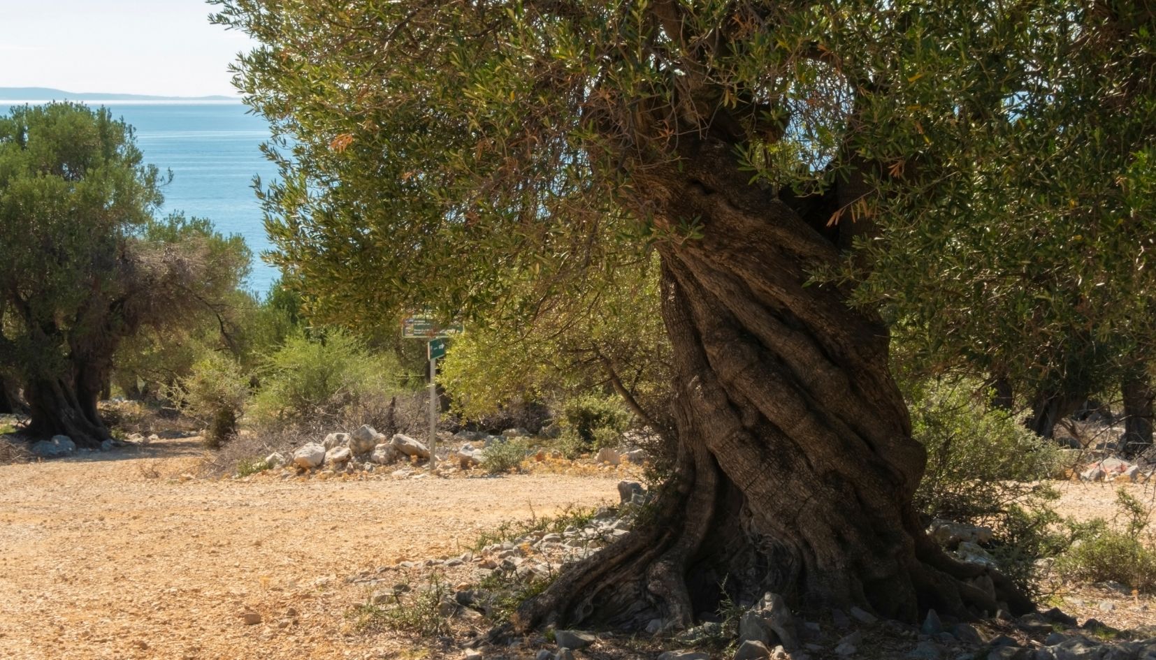 pianta di olivo