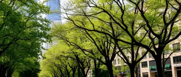 Parco alberi verde
